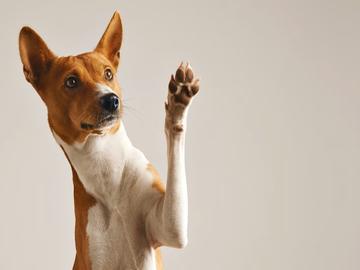 Plano de Saúde para seu Pet